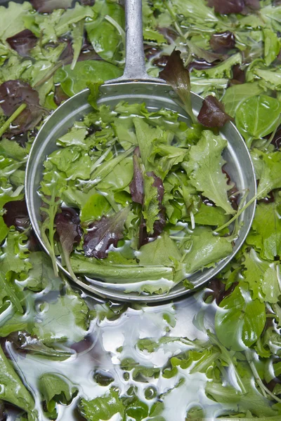 Lavar las verduras de la ensalada —  Fotos de Stock