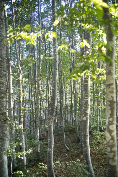 Beech forest in the summer — Stock Photo, Image