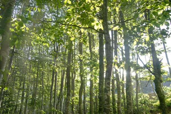 Bokskog i sommar — Stockfoto