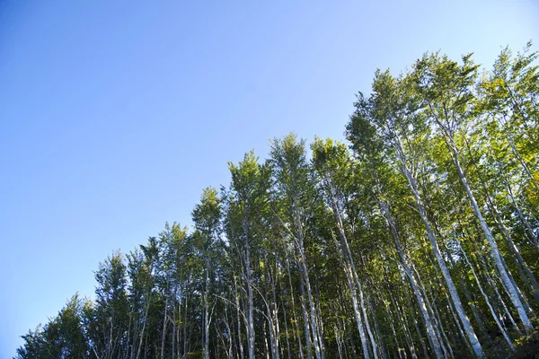 在夏天的山毛榉森林 — 图库照片
