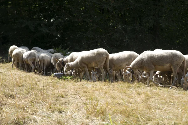 Flock av får bete — Stockfoto