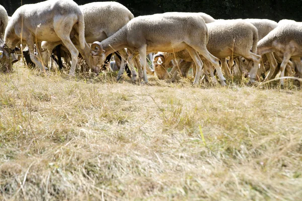 Flock av får bete — Stockfoto