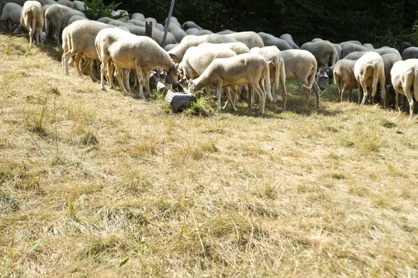 Schafherde weidet — Stockfoto