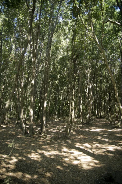 Bosques en la costa mediterránea — Foto de Stock