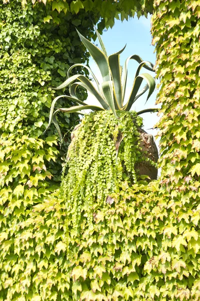 Creeper ivy — Stockfoto