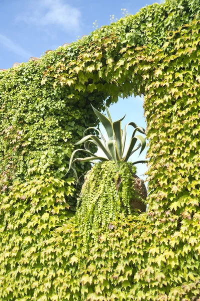 Creeper ivy — Stock Photo, Image