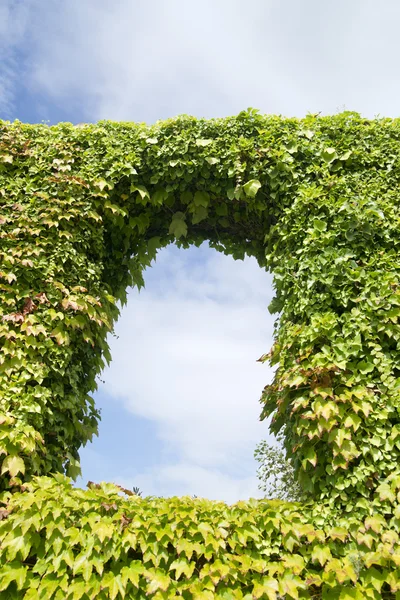 Creeper ivy — Stockfoto