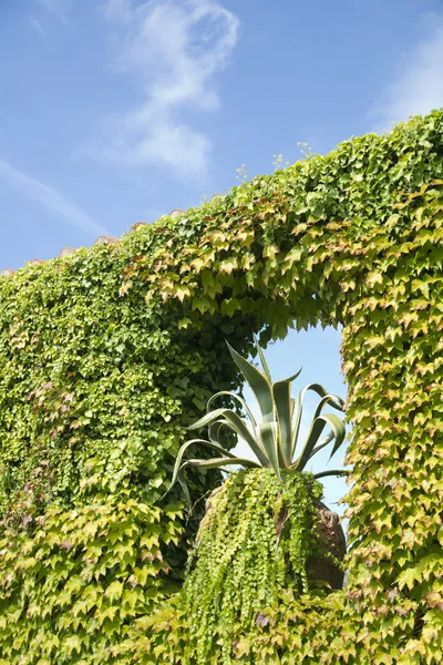 Creeper ivy — Stock Photo, Image