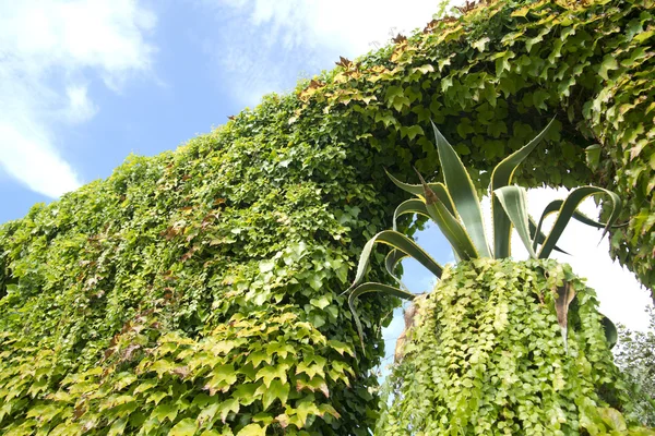 Creeper ivy — Stock Photo, Image