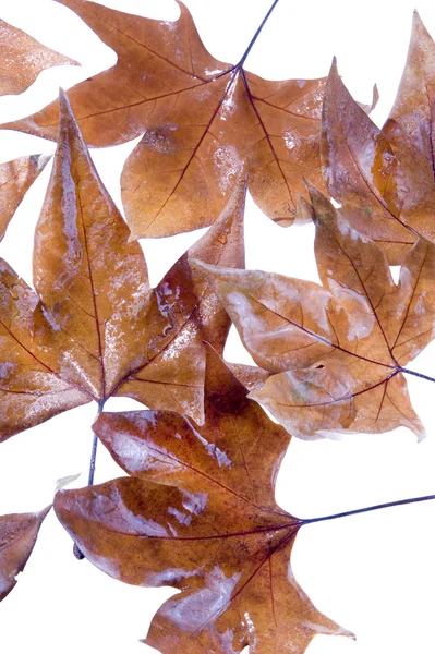 Las hojas en la temporada de otoño —  Fotos de Stock