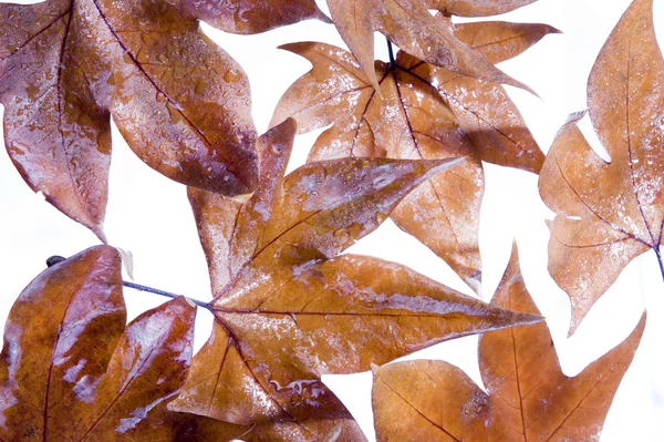 Las hojas en la temporada de otoño — Foto de Stock
