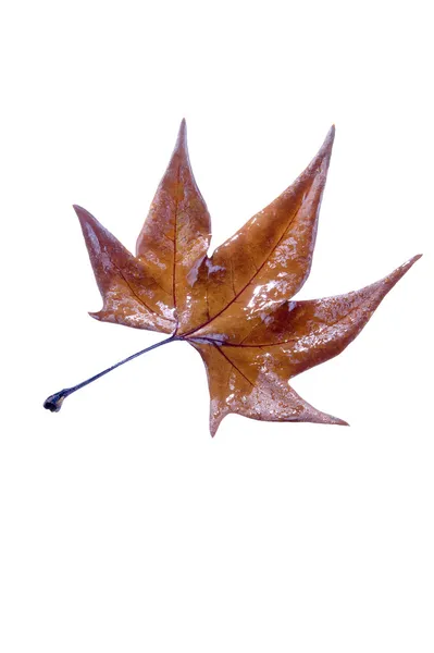 Las hojas en la temporada de otoño —  Fotos de Stock