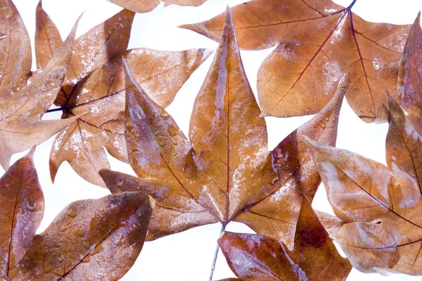 Las hojas en la temporada de otoño — Foto de Stock