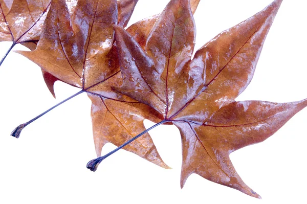 Le foglie nella stagione autunnale — Foto Stock