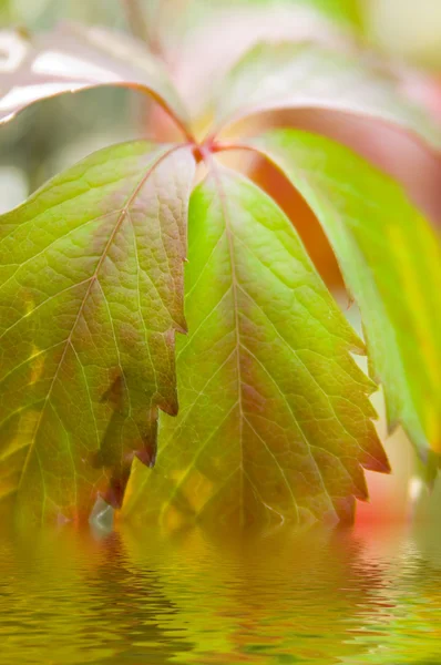 Blätter im Herbst — Stockfoto