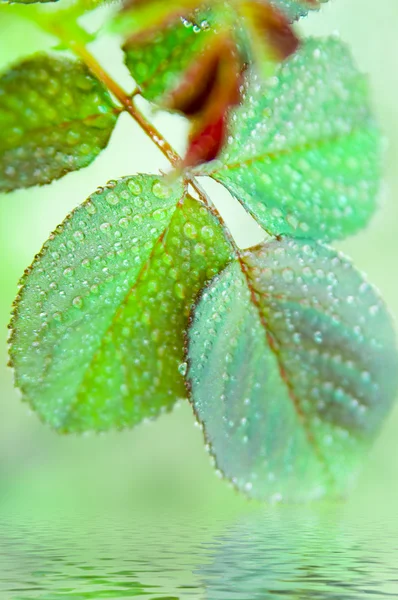 Leaves in autumn — Stock Photo, Image