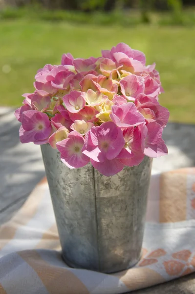 Time of hydrangeas — Stock Photo, Image