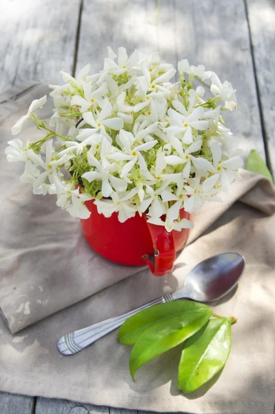 Pot of jasmine — Stock Photo, Image