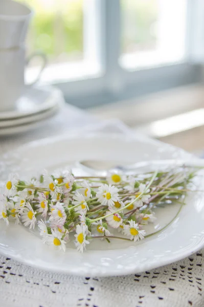 Fältet lilla daisy — Stockfoto