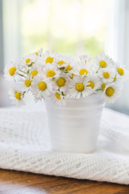 küçük daisy alan 