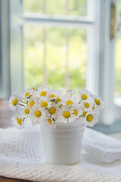 Le petit champ de marguerites — Photo