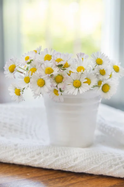 Le petit champ de marguerites — Photo