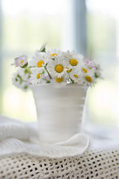 Fältet lilla daisy — Stockfoto