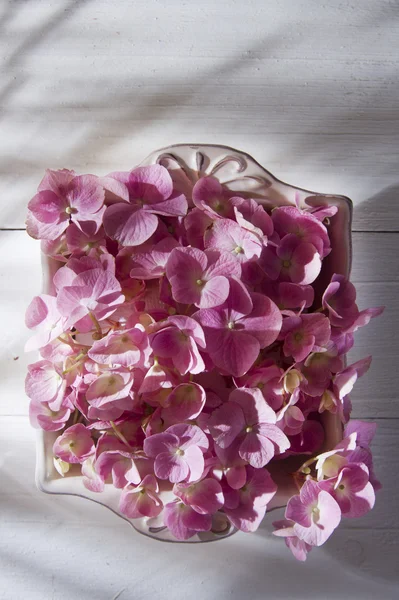 Hydrangeas for the ornament of the table — Stock Photo, Image