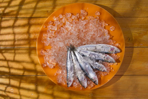 Ikan sarden segar — Stok Foto