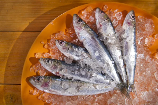 Fresh sardines — Stock Photo, Image