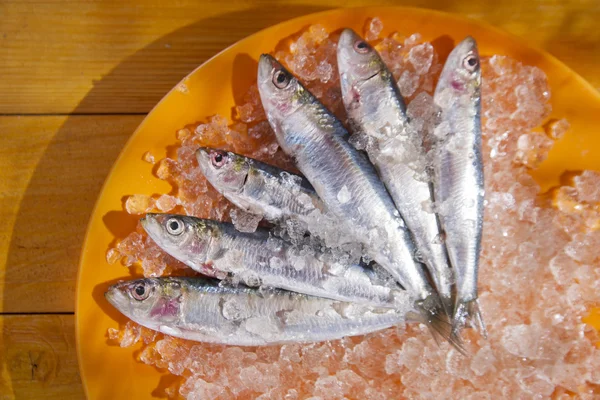 Fresh sardines — Stock Photo, Image