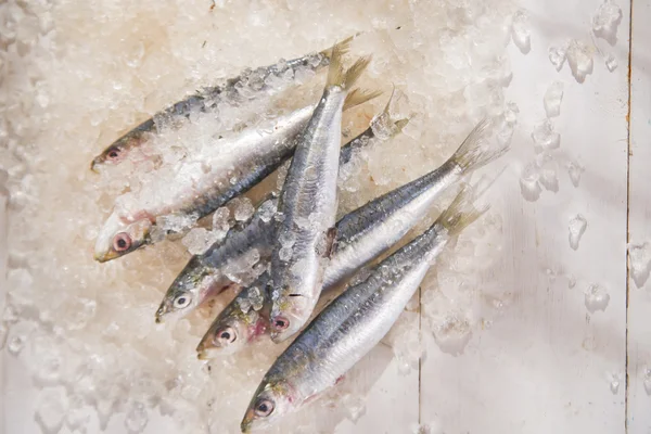 Fresh sardines — Stock Photo, Image