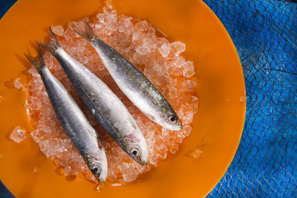 Anchovas frescas em uma cama de gelo — Fotografia de Stock