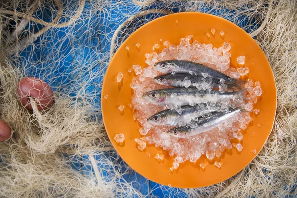 Fresh anchovies on a bed of ice — Stock Photo, Image