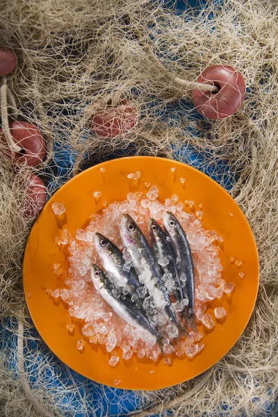 Fresh anchovies on a bed of ice — Stock Photo, Image
