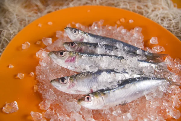 Anchovas frescas em uma cama de gelo — Fotografia de Stock