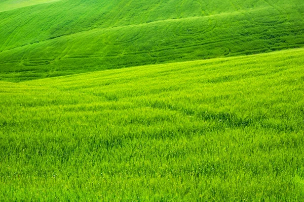 Itália Vista Toscana Das Extensões Trigo Verde Primavera — Fotografia de Stock