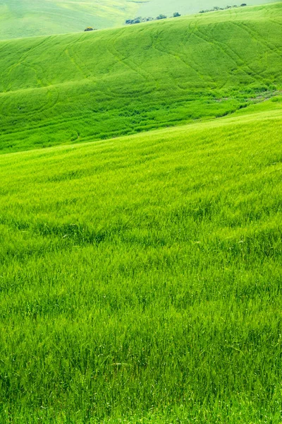 Italia Toscana Veduta Delle Distese Grano Verde Primavera — Foto Stock