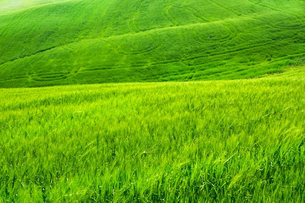 Italien Toscana Utsikt Över Vidderna Grönt Vete Våren — Stockfoto