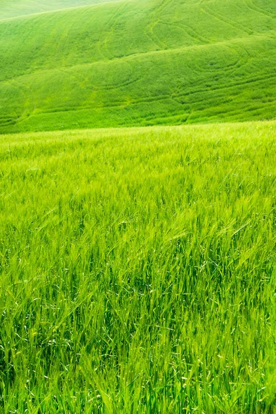 Itália Vista Toscana Das Extensões Trigo Verde Primavera — Fotografia de Stock