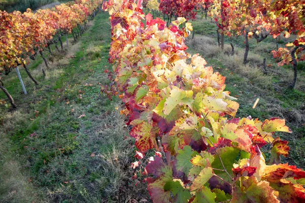 Toskana Italien Blick Auf Die Farben Der Blätter Der Weinberge — Stockfoto