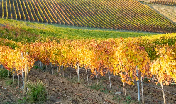 Toskania Włochy Widok Kolory Liści Winnic Jesienią — Zdjęcie stockowe