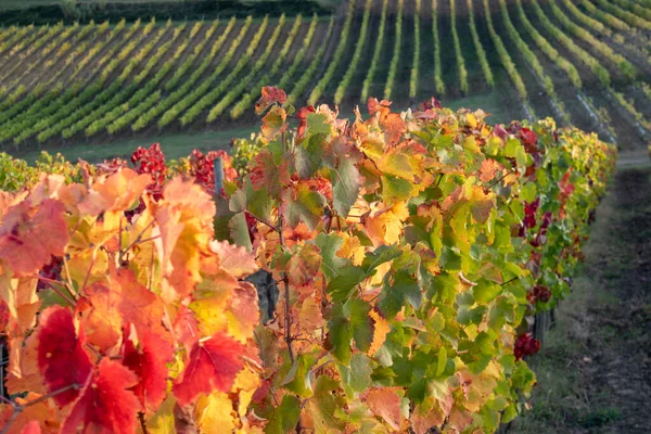 Toscana Itália Vista Das Cores Das Folhas Das Vinhas Outono — Fotografia de Stock