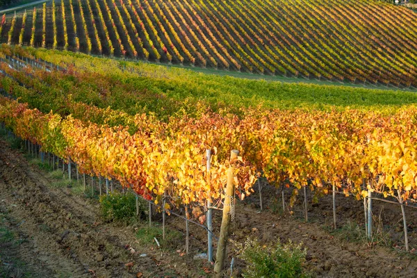 Toscana Italia Vista Los Colores Las Hojas Los Viñedos Otoño — Foto de Stock