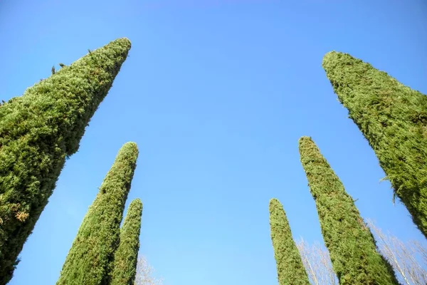 Фотографічне Зображення Елегантного Зеленого Кипарисового Дерева Синім Тлом — стокове фото