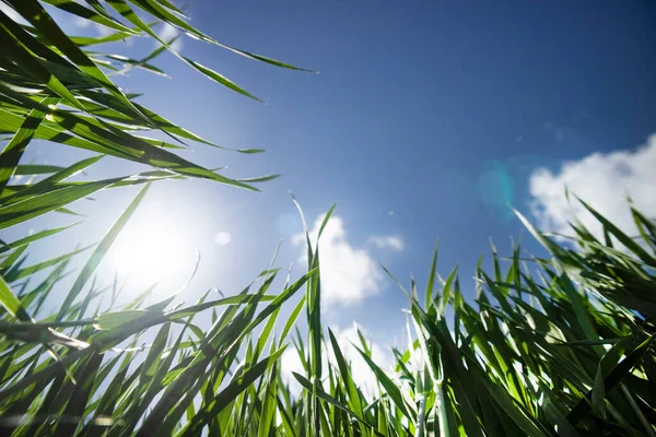 Фотосесія Знизу Зеленої Пшениці Блакитному Небі Навесні — стокове фото
