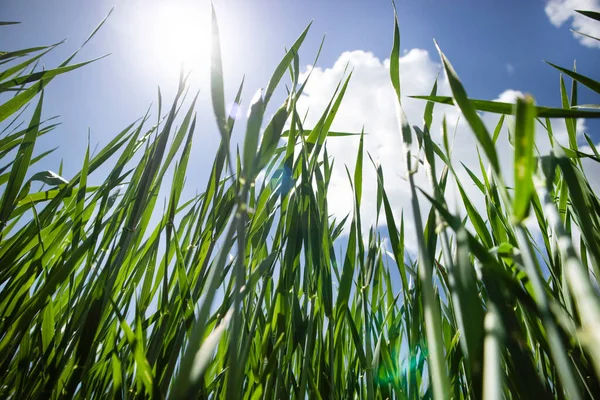 Photo Shoot Green Wheat Blue Sky Spring — Stock Photo, Image