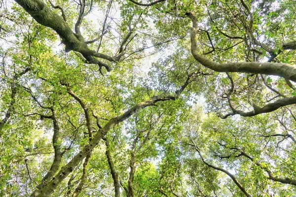 Fotoshooting Von Unten Nach Oben Unter Dem Baum Eines Waldes — Stockfoto