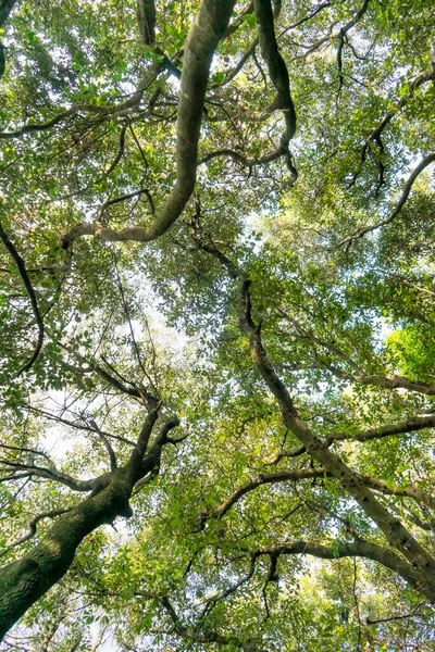 Fotoshoot Van Onder Naar Boven Van Onderboom Van Een Bos — Stockfoto