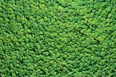 Su çiçeğinin yapraklarının yukarıdan görünüşü 